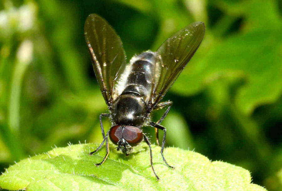 Cheilosia sp. maschio (Syrphidae)